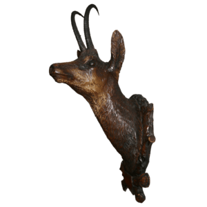 Tête de chamois